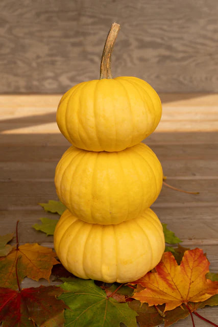 Pumpkin Lemon Cake  - West Coast Seeds