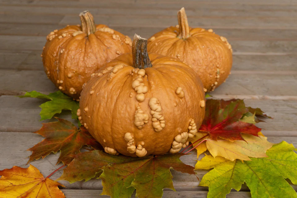 Pumpkin Grizzly Bear - West Coast Seeds