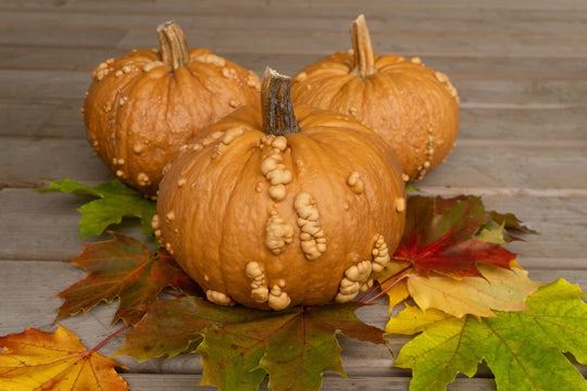 Pumpkin Grizzly Bear - West Coast Seeds