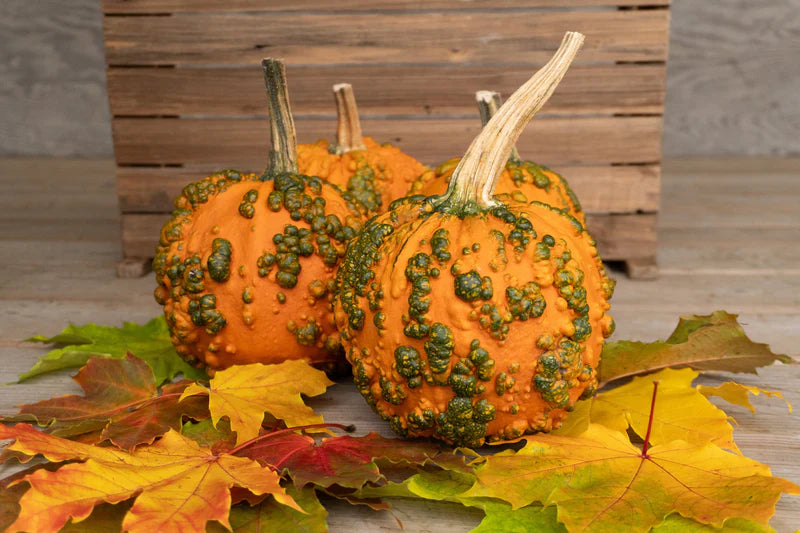 Pumpkin Baby Bumps - West Coast Seeds
