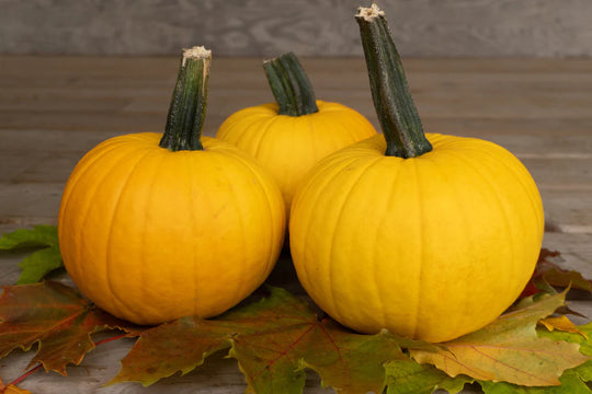 Pumpkins Sunlight - West Coast Seeds