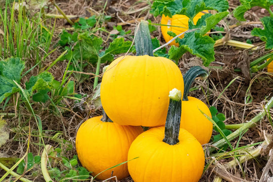 Pumpkins Sunlight - West Coast Seeds