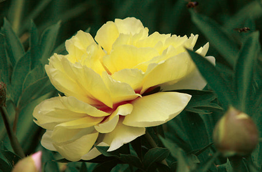 Peony Itoh - Bartzella