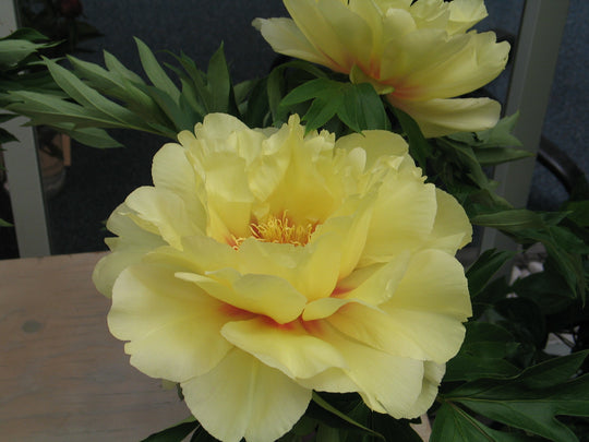 Peony Itoh - Bartzella