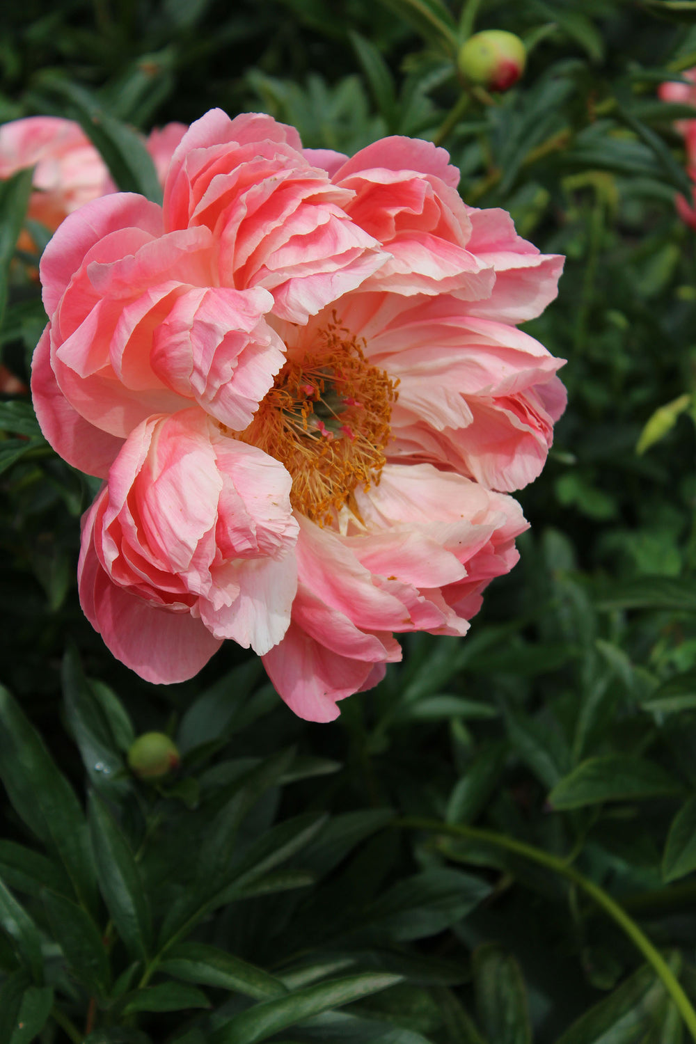 Peony - Coral Charm | Fall Planting Roots