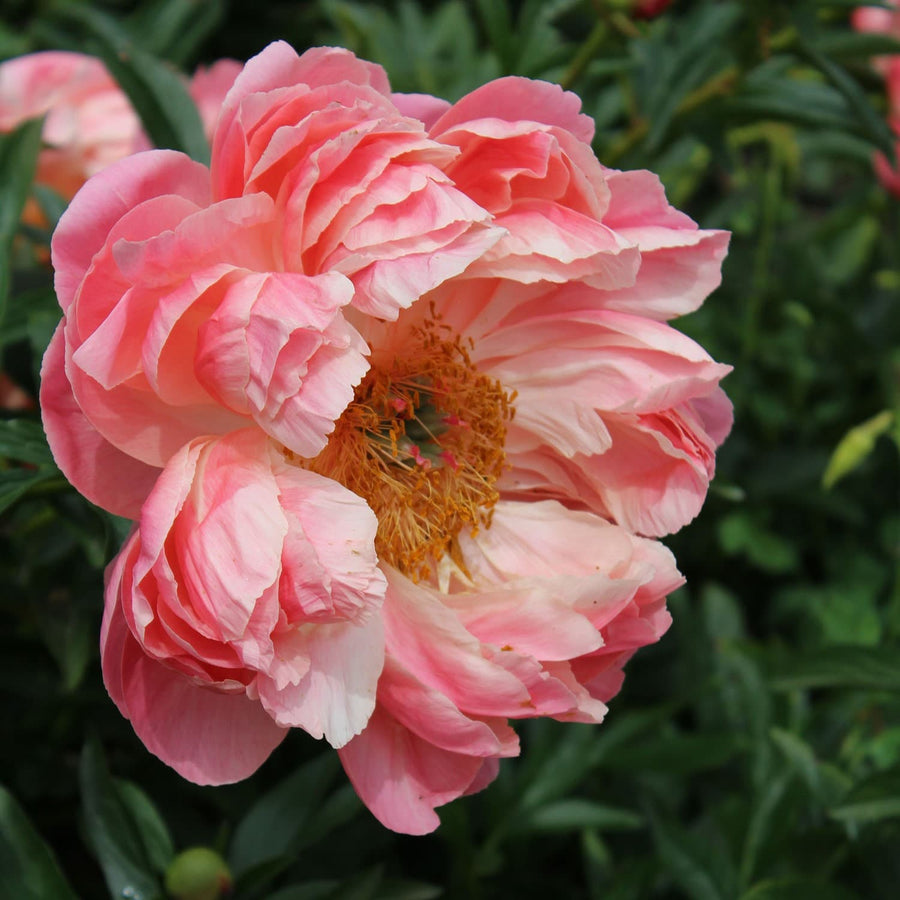 Peony - Coral Charm | Fall Planting Roots
