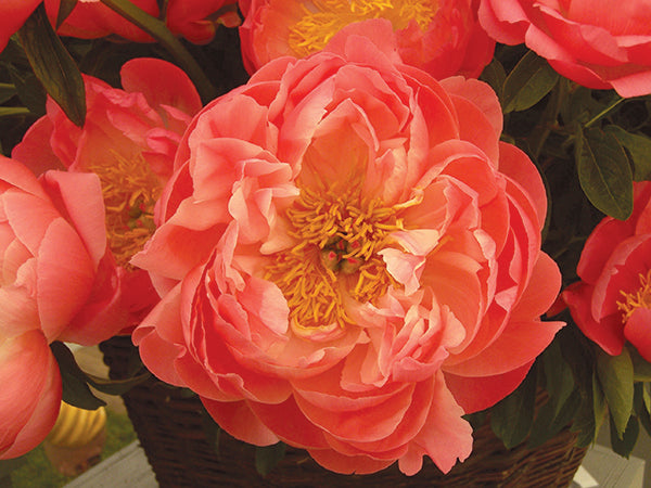 Peony - Coral Sunset, 1 Pack