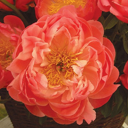 Peony - Coral Sunset | Fall Planting Roots