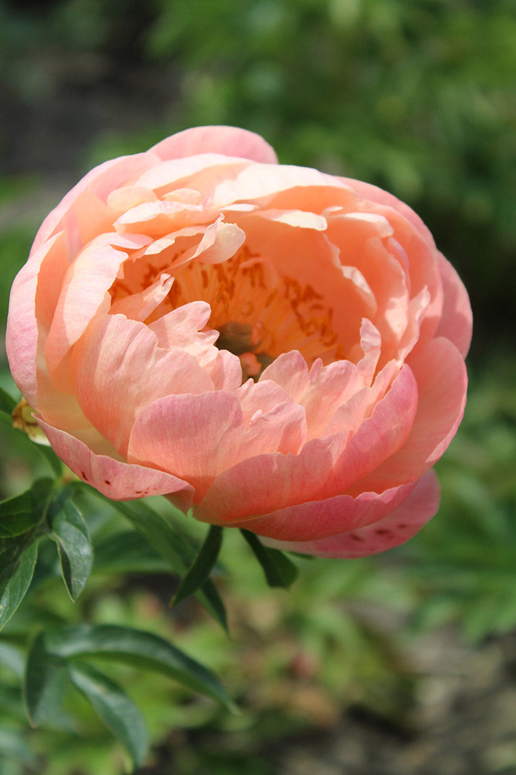 Peony - Coral Sunset, 1 Pack