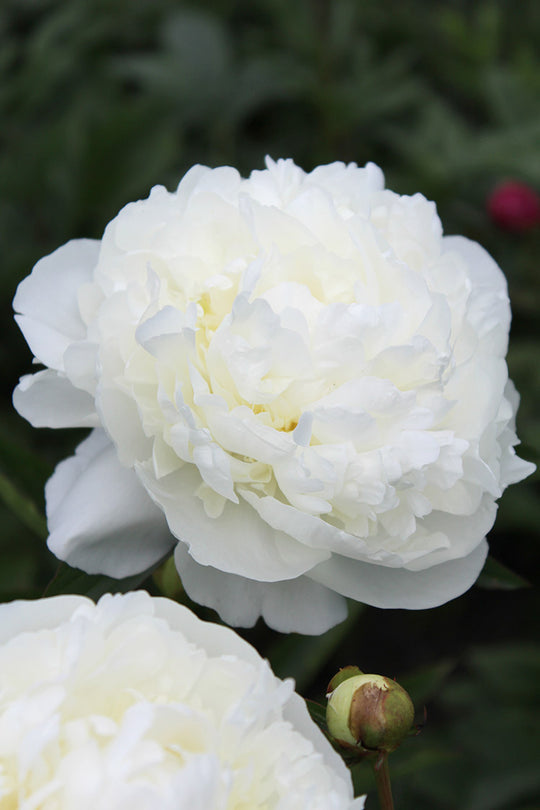 Peony - Duchesse de Nemours