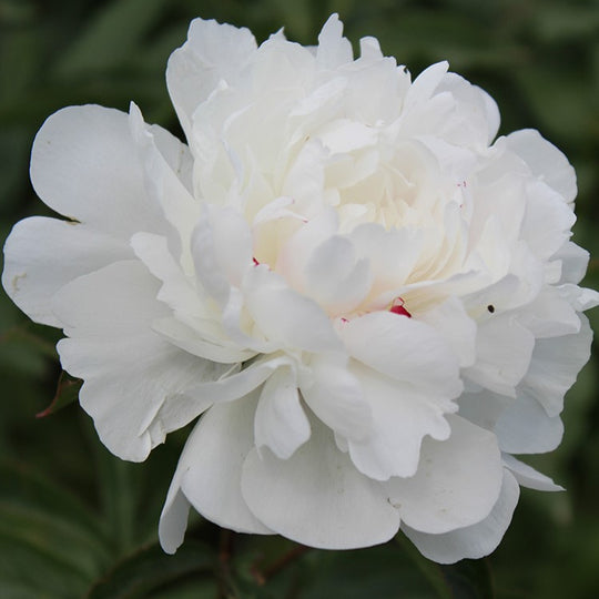Peony - Festiva Maxima | Fall Planting Roots