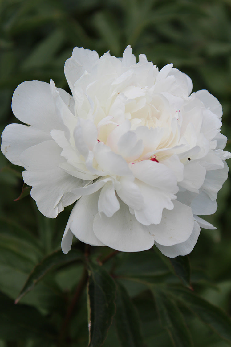Peony - Festiva Maxima | Fall Planting Roots