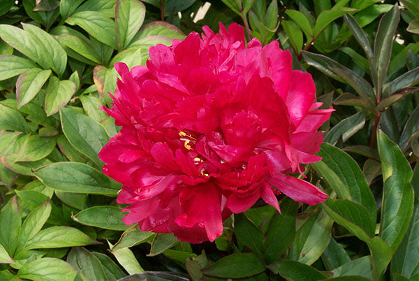 Peony - Karl Rosenfield | Fall Planting Roots