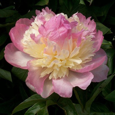 Peony - Raspberry Sundae | Fall Planting Roots