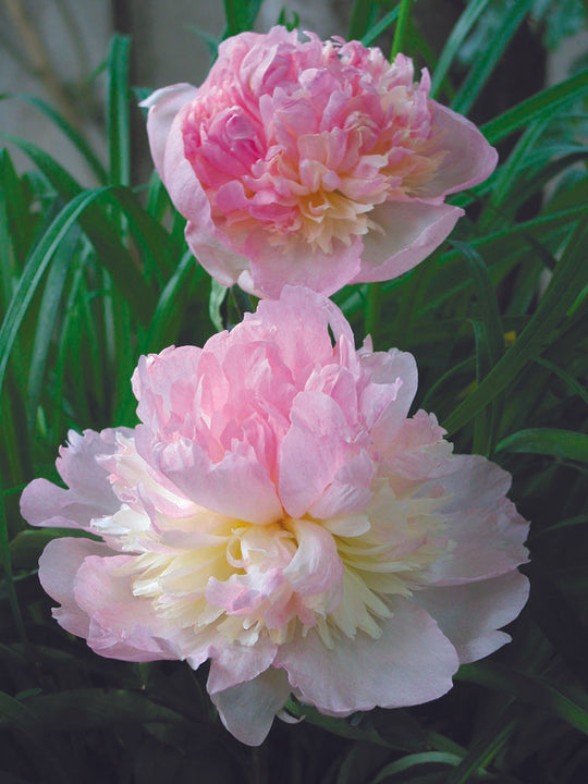 Peony - Raspberry Sundae | Fall Planting Roots