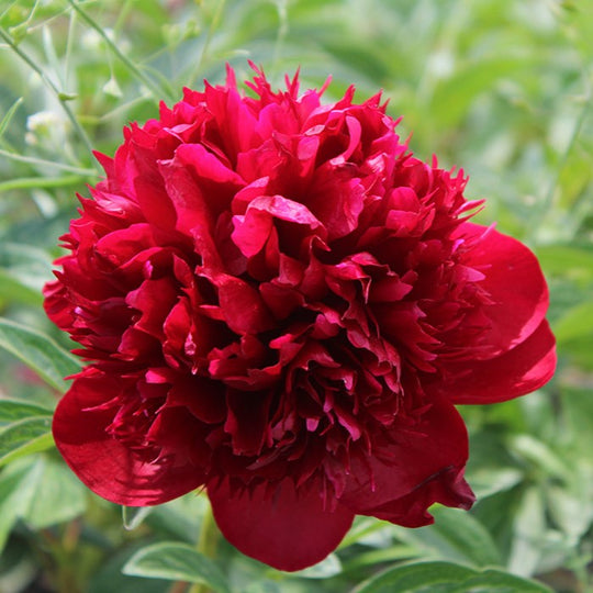 Peony - Red Charm | Fall Planting Roots