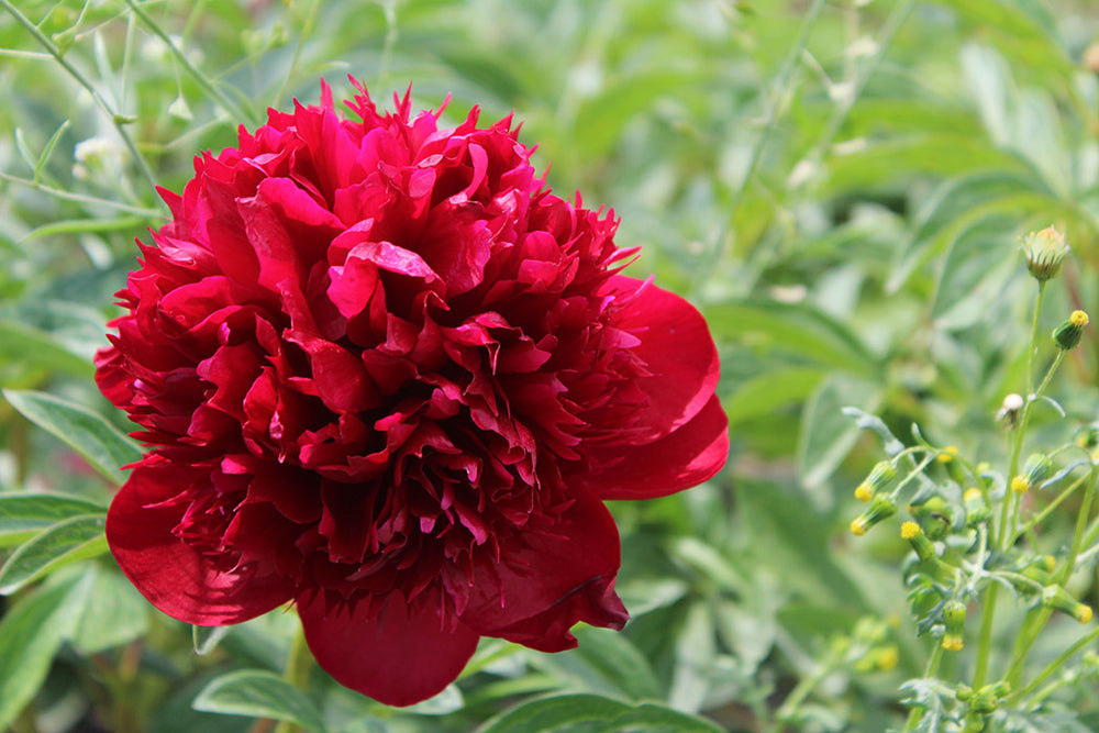 Peony - Red Charm | Fall Planting Roots