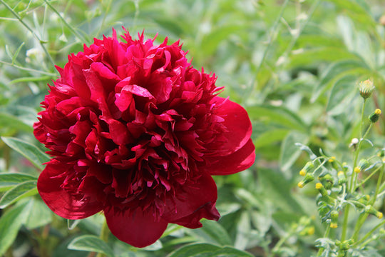 Peony - Red Charm | Fall Planting Roots