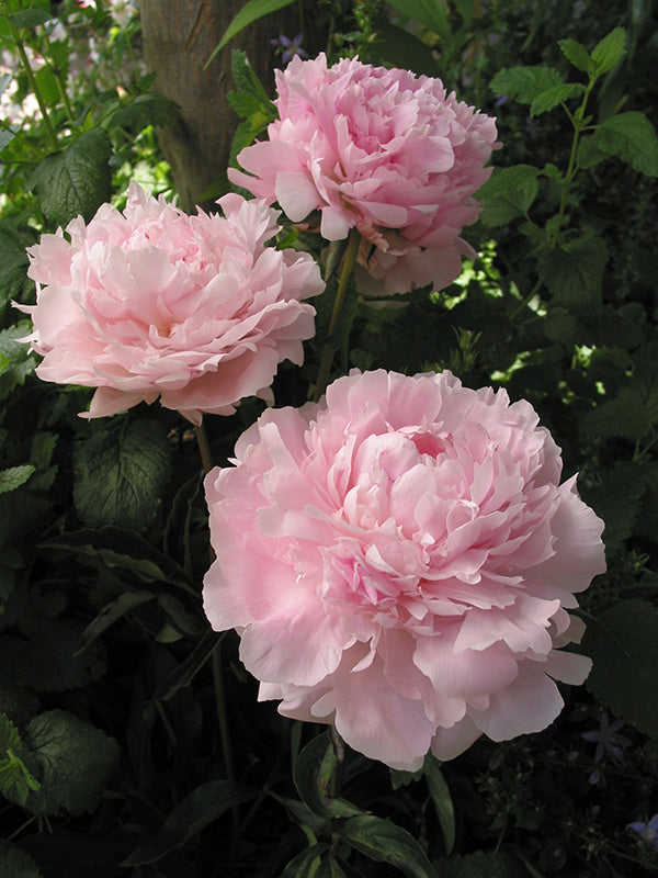 Peony - Sarah Bernhardt, 1 Pack