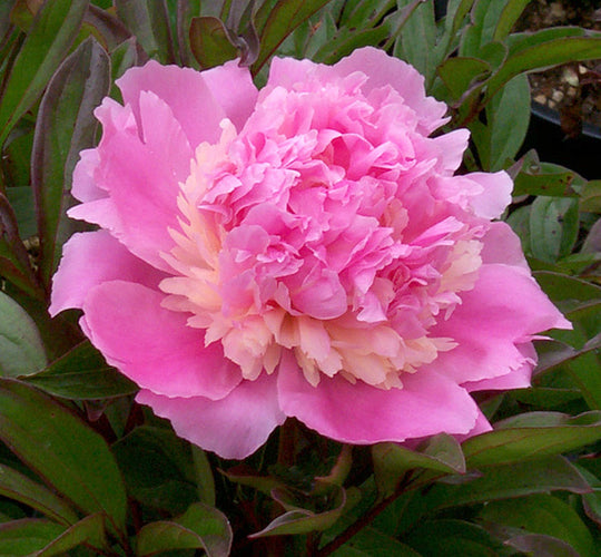 Peony - Sorbet | Fall Planting Roots