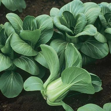 Pak Choi Mei Qing Choi Hybrid International - Aimers Seeds