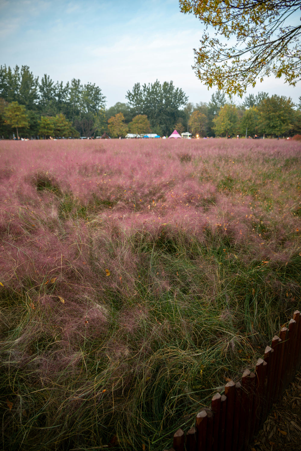 Pampas Grass - Rosea, 1 Pack