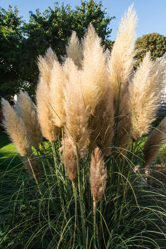 Pampas Grass - White, 1 Pack