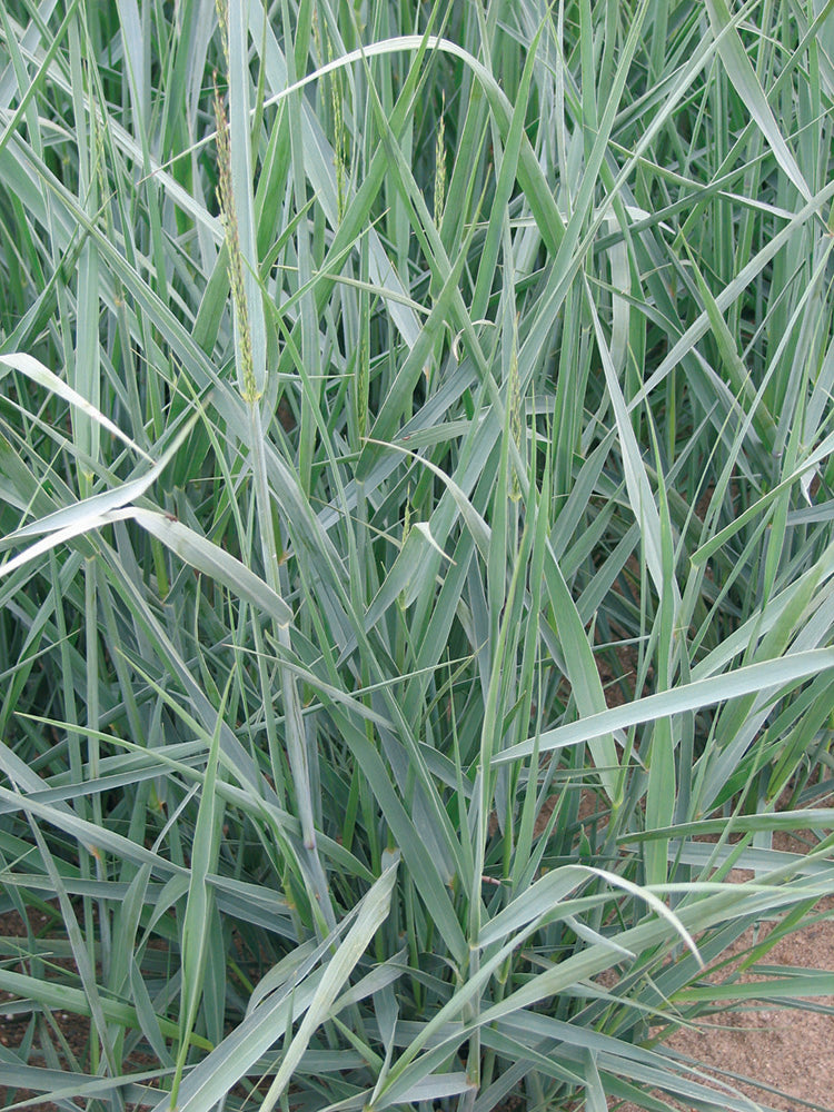 Switch Grass - Heavy Metal, 1 Pack