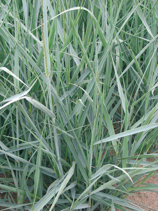 Switch Grass - Heavy Metal, 1 Pack