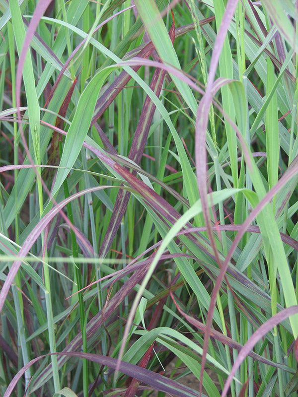 Switch Grass - Shenandoah, 1 Pack