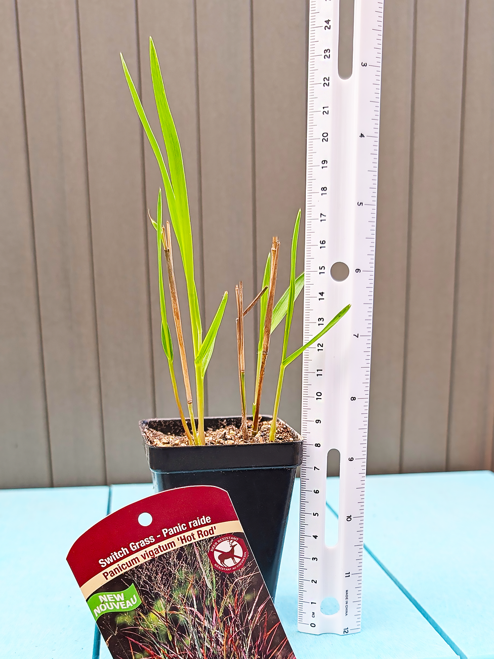 PanicumVigatum_HotRod