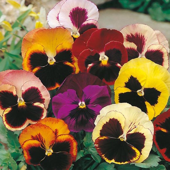Pansy Swiss Giant Mix - Pacific Northwest Seeds