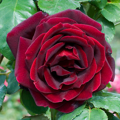 Papa Meilland® - Star Roses and Plants