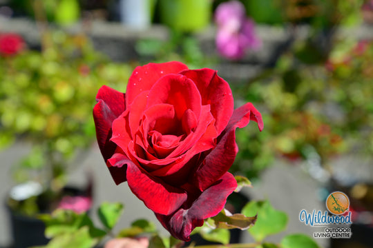 Papa Meilland® - Star Roses and Plants