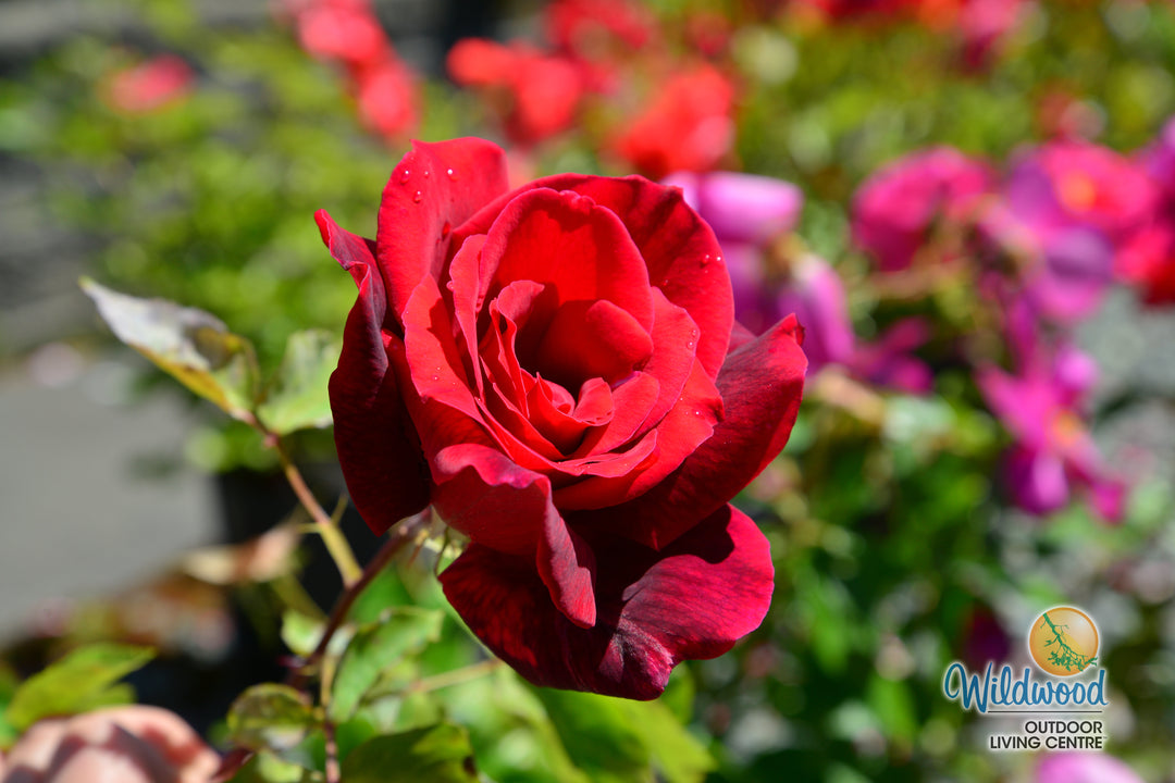 Papa Meilland® - Star Roses and Plants