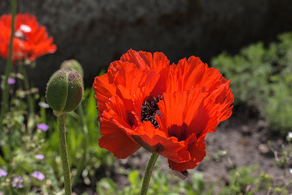 Oriental Poppy, 1 Pack
