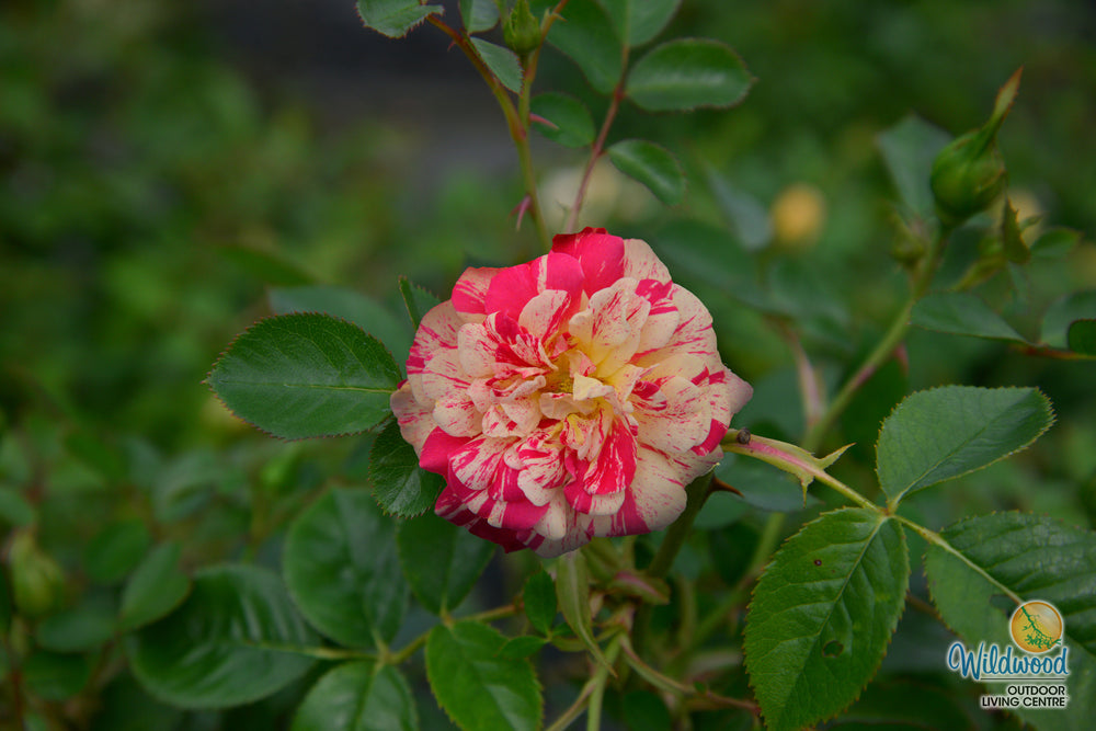 Parade Day - Weeks Rose