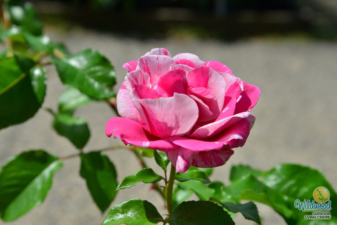 Parade Day - Weeks Rose