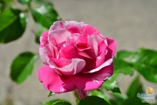 Parade Day - Weeks Rose