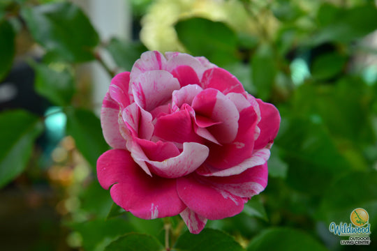 Parade Day - Weeks Rose