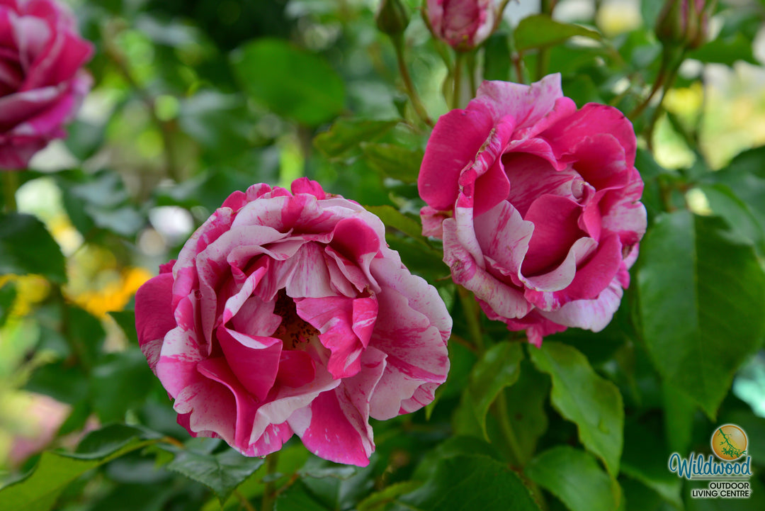 Parade Day - Weeks Rose