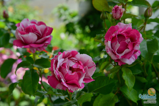 Parade Day - Weeks Rose