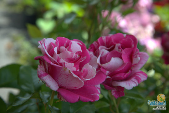 Parade Day - Weeks Rose