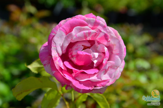 Parade Day - Weeks Rose