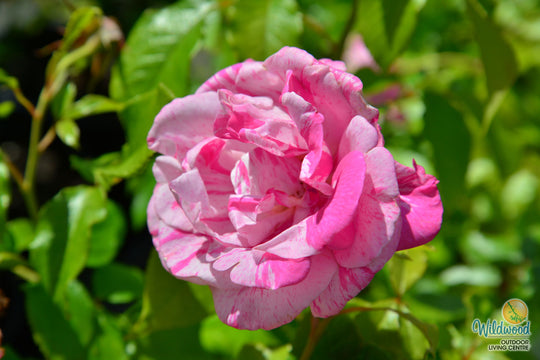 Parade Day - Weeks Rose