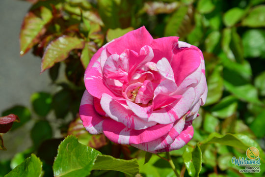 Parade Day - Weeks Rose