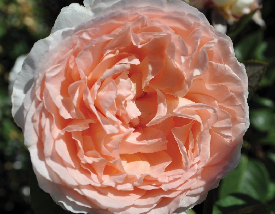 Parfuma® Bliss - Star Roses and Plants – Wildwood Outdoor Living