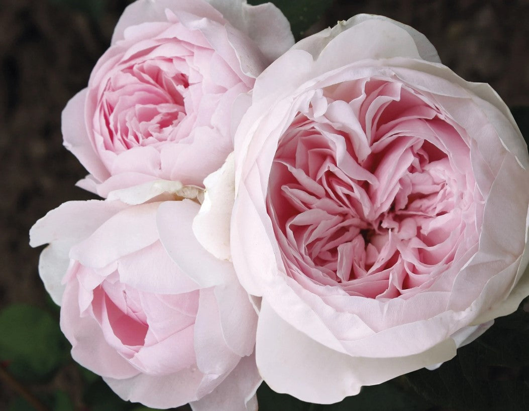 Parfuma® Earth Angel™ - Star Roses and Plants