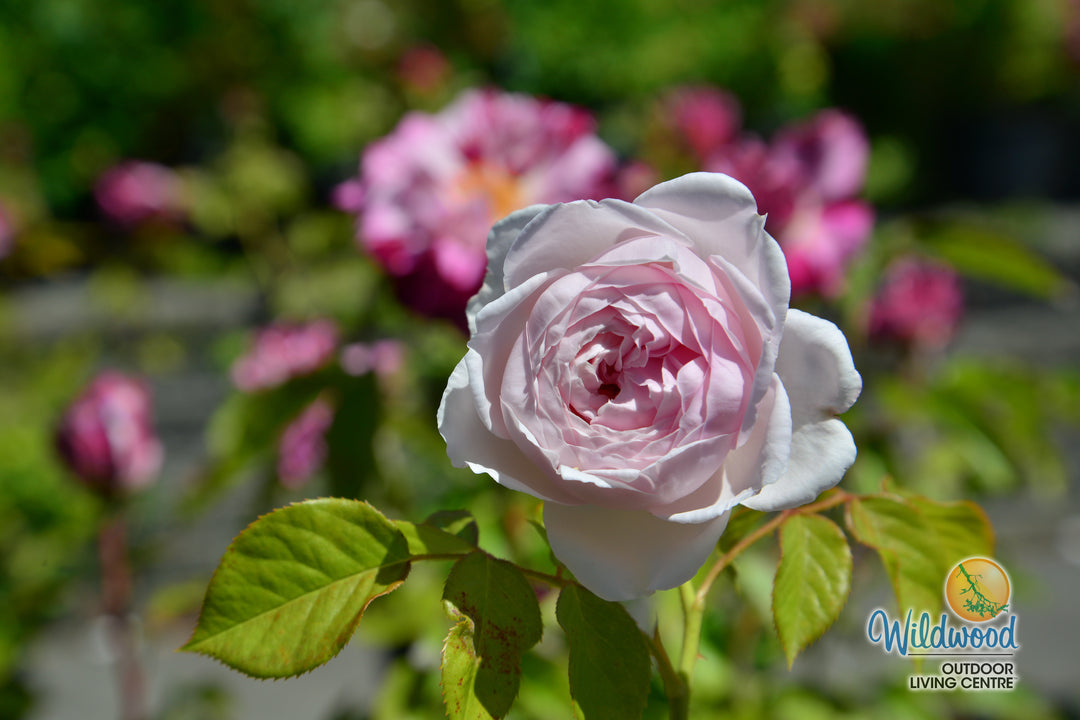 Parfuma® Earth Angel™ - Kordes® Roses