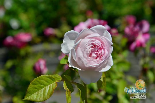Parfuma® Earth Angel™ - Kordes® Roses